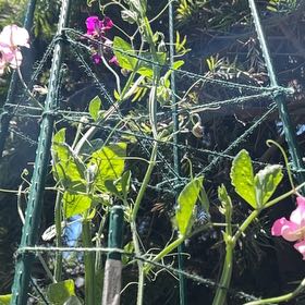 Photo of the plant species Lathyrus Odoratus by @DeluxePilea26 named Baby on Greg, the plant care app