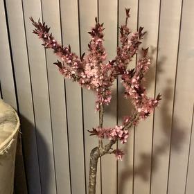 Photo of the plant species Patio Peach by @FancyBlueelf16 named Hamilton on Greg, the plant care app
