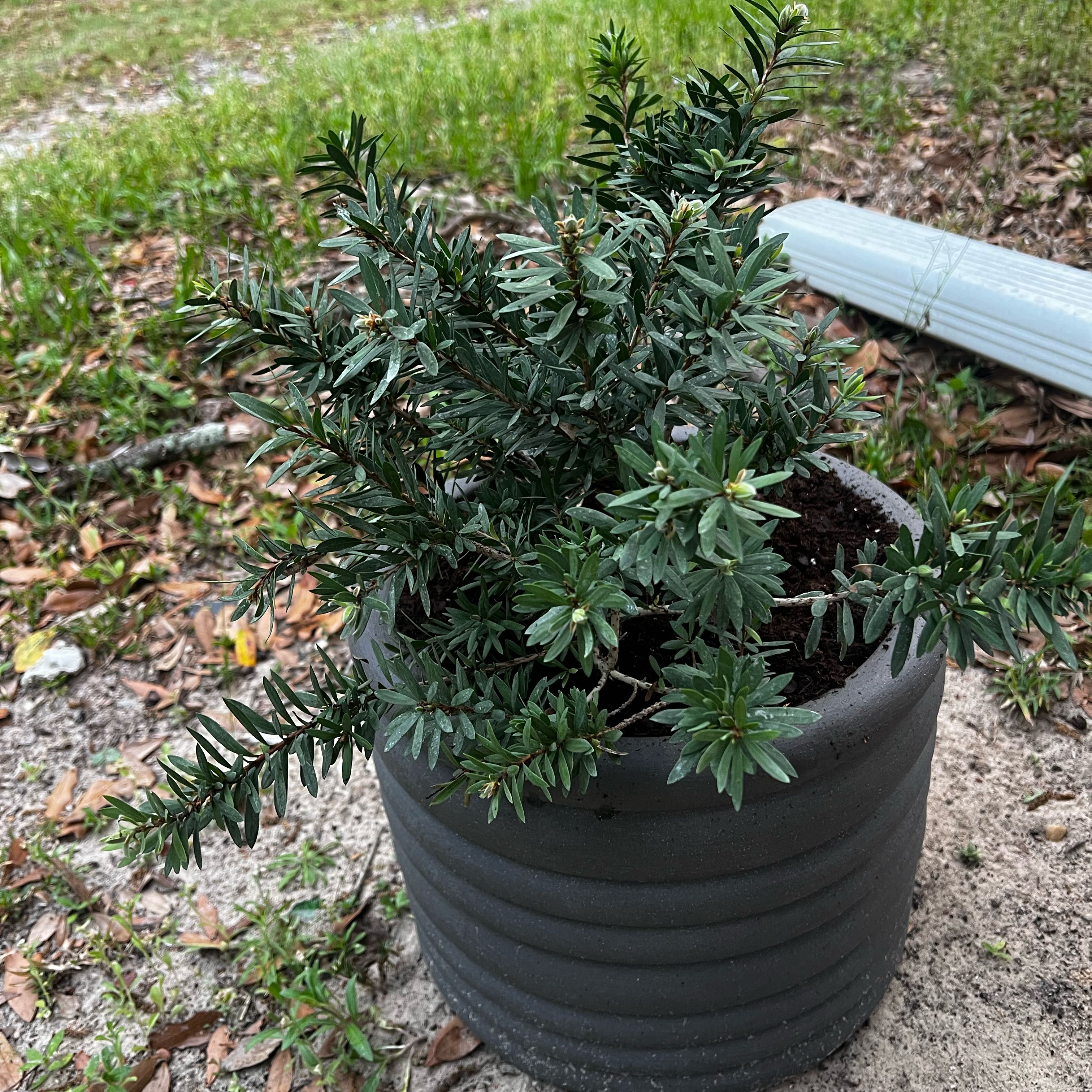 Photo of the plant species Little John Dwarf Bottlebrush by @CivilMendoza22 named Einstein on Greg, the plant care app