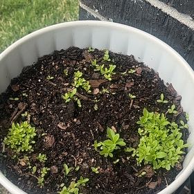 Photo of the plant species Sweet William 'SweetTM Mixture' by @SirKaraka76 named 🌷 on Greg, the plant care app