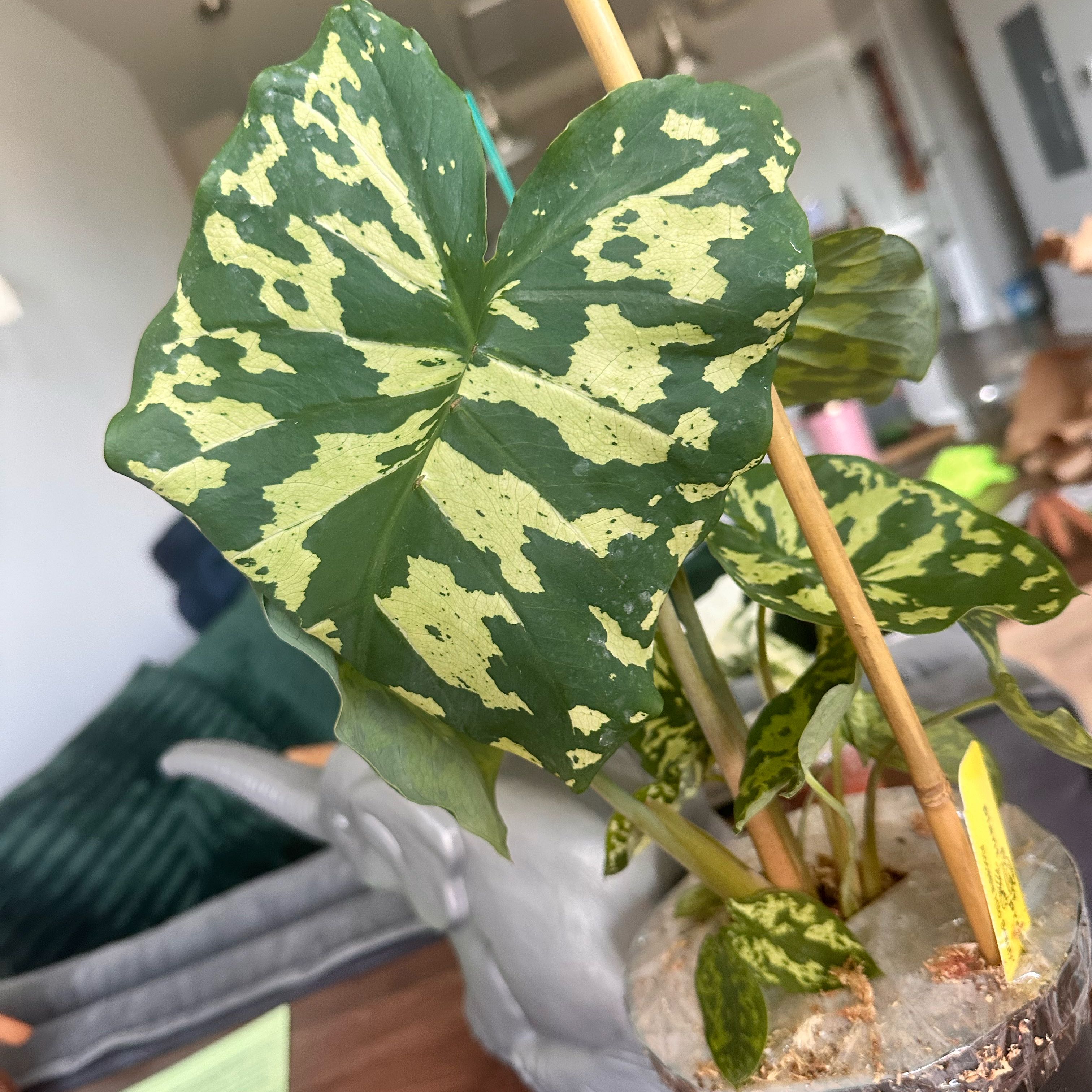 Photo of the plant species Alocasia by @PetWorm81 named Duke on Greg, the plant care app