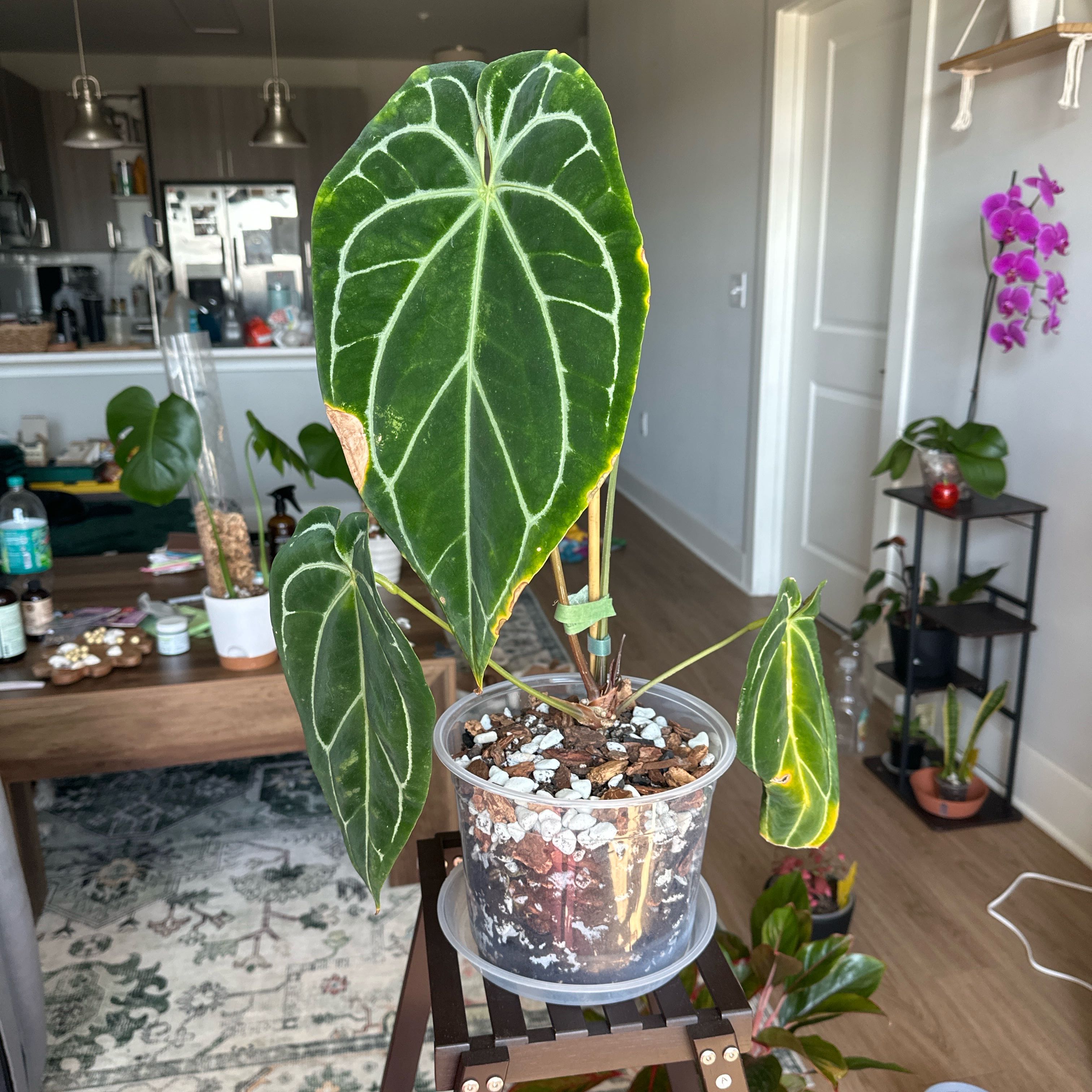 Photo of the plant species Anthurium Doc Block Michelle by @PetWorm81 named Lola on Greg, the plant care app