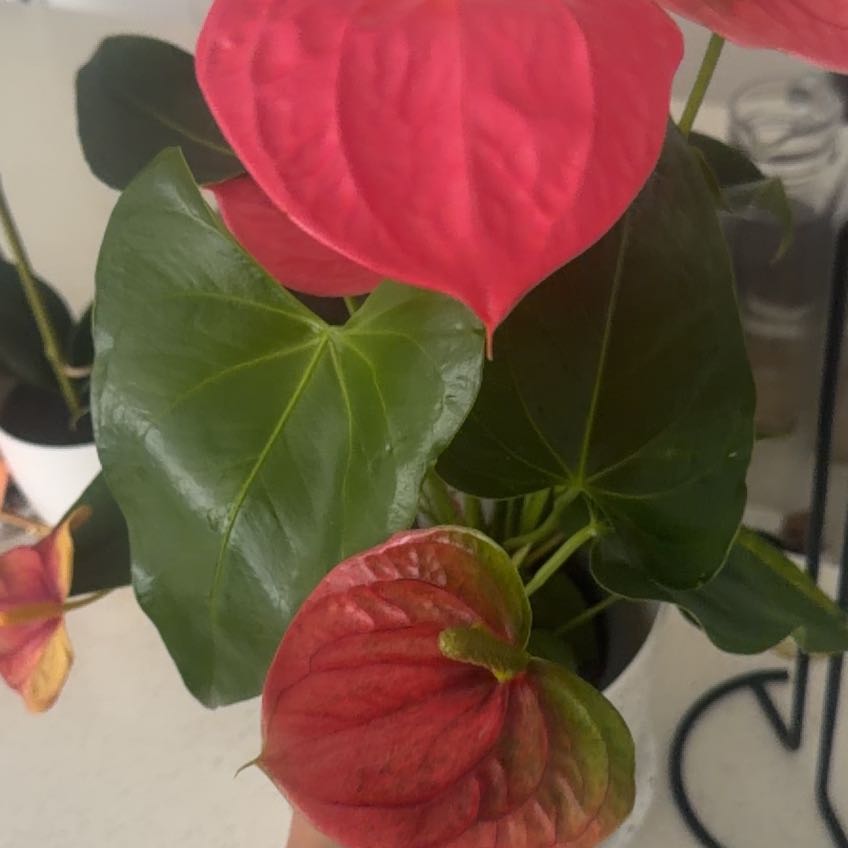Photo of the plant species Flamingo Lily by @ToughKaraka named Stella on Greg, the plant care app