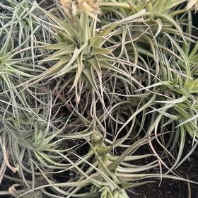Photo of the plant species Aeranthos Air Plant by @ToughKaraka named Da Vincis on Greg, the plant care app