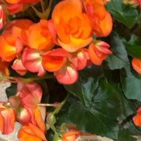 Photo of the plant species Rieger Begonia by @PoetSugarpine12 named Bernie on Greg, the plant care app