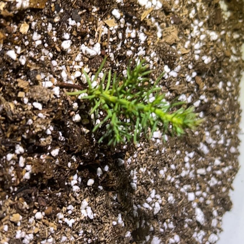Photo of the plant species Giant Sequoia by @DarlingRedsky47 named Austen on Greg, the plant care app