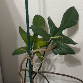 Photo of the plant species Philodendron Hybrid by @FairOyamelfir74 named Planty on Greg, the plant care app
