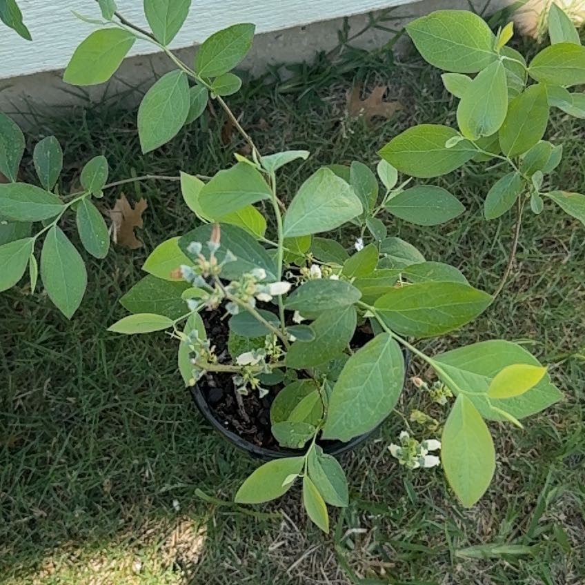 Photo of the plant species Alapaha Rabbiteye Blueberry by @FairOyamelfir74 named Fernie Saunders on Greg, the plant care app
