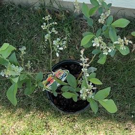 Photo of the plant species Brightwell Blueberry Bush by @FairOyamelfir74 named Sir Plancelot on Greg, the plant care app