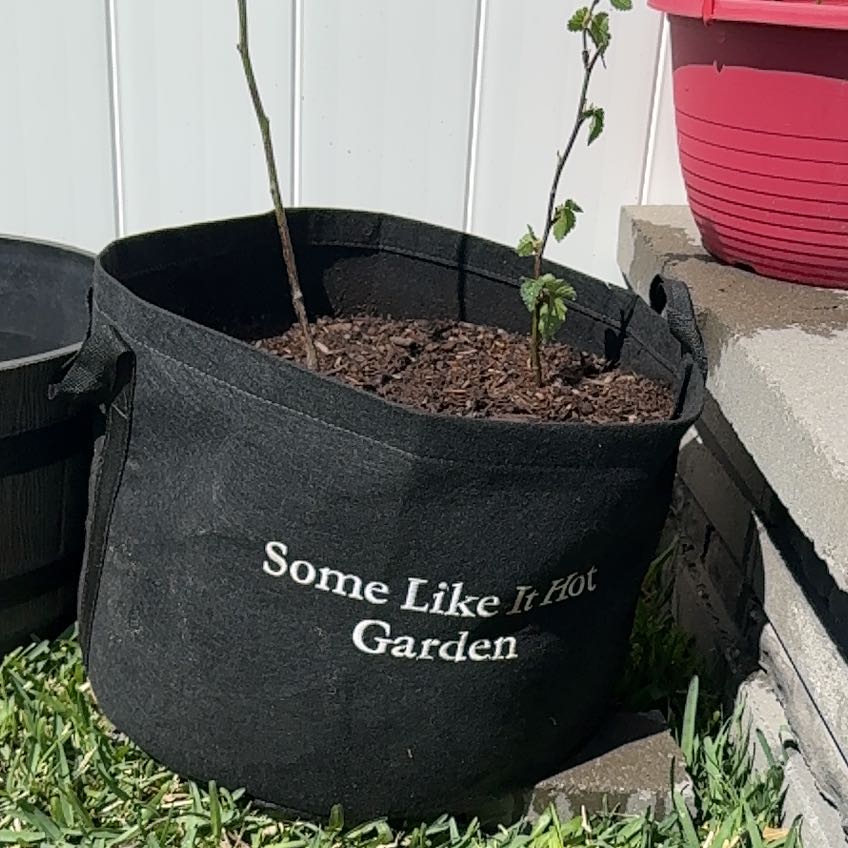 Photo of the plant species Blackberry by @FairOyamelfir74 named Dolores on Greg, the plant care app