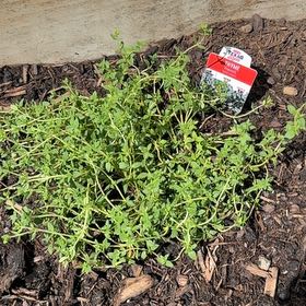 Photo of the plant species Elfin Thyme by @FairOyamelfir74 named Shakira on Greg, the plant care app