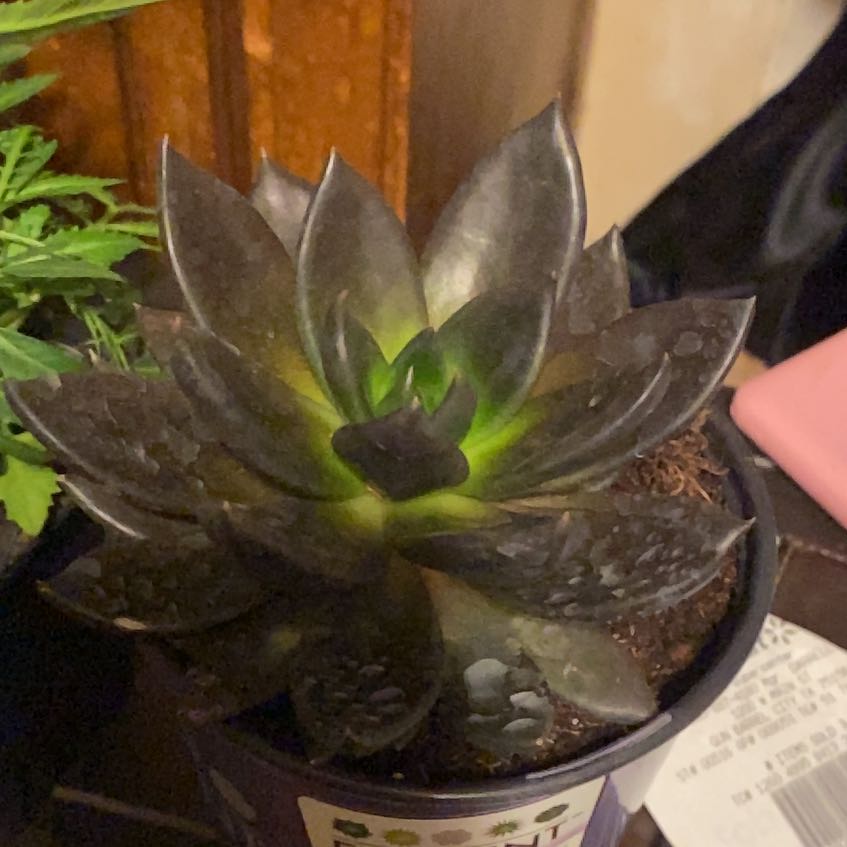 Photo of the plant species Echeveria 'Dark Moon' by @DefiniteChia88 named Winston on Greg, the plant care app