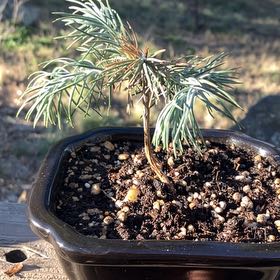 Photo of the plant species American Pinon by @CoolMatagouri69 named Achilles on Greg, the plant care app