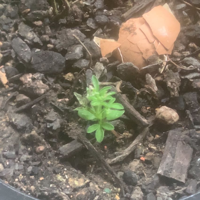 Photo of the plant species Pennsylvania Pellitory by @DelightedNoni57 named Plato on Greg, the plant care app