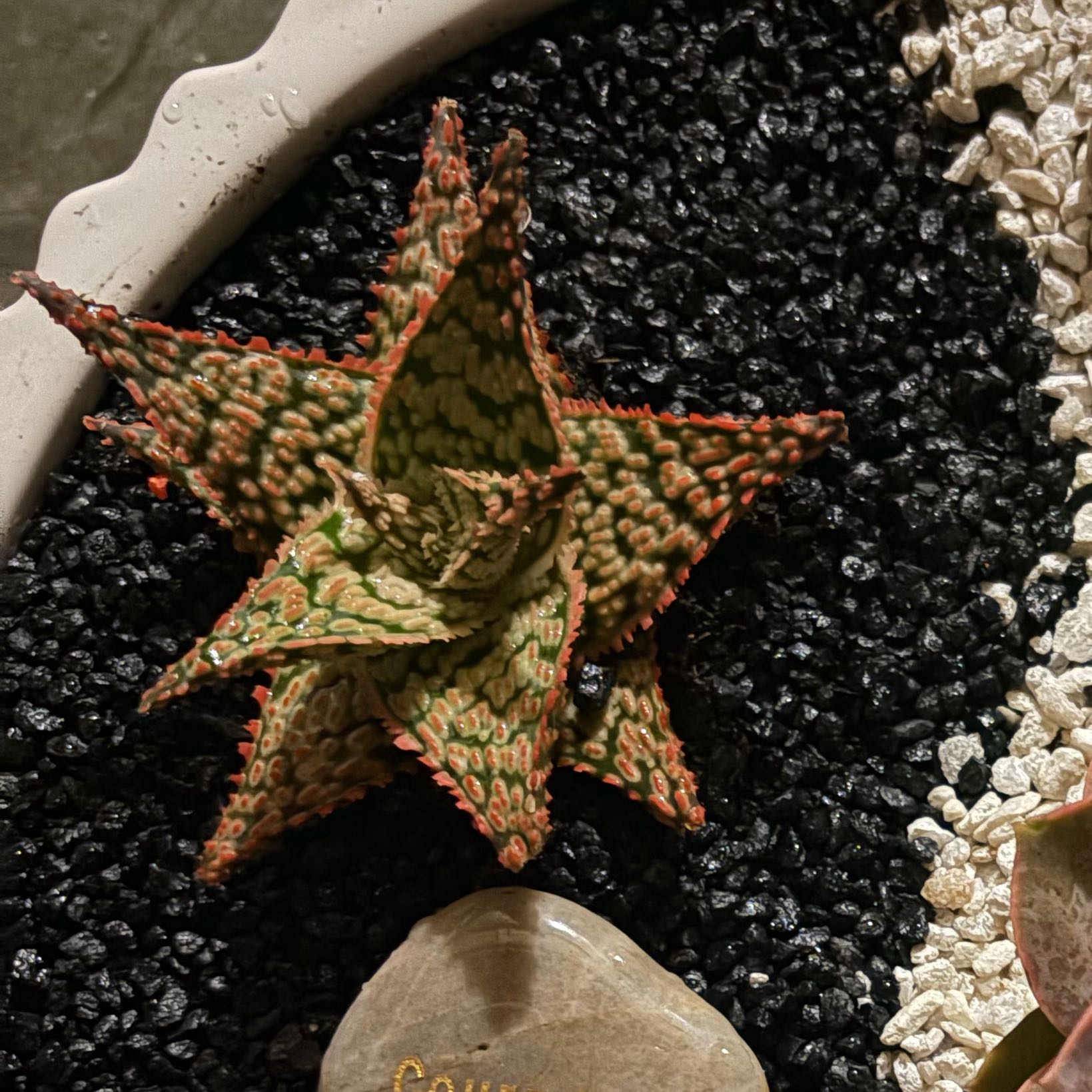 Photo of the plant species Aloe 'Firecracker' by @TutorAnthemis19 named NuggeTreexXOGXx on Greg, the plant care app