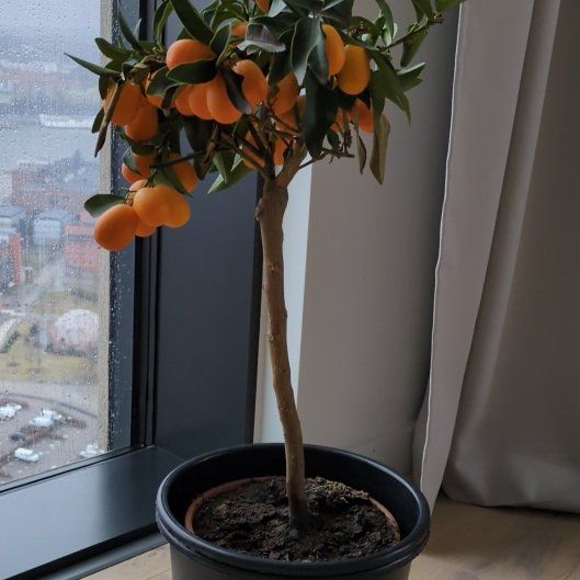 Photo of the plant species Oval kumquat by @CalmChosmo75 named Naomi on Greg, the plant care app