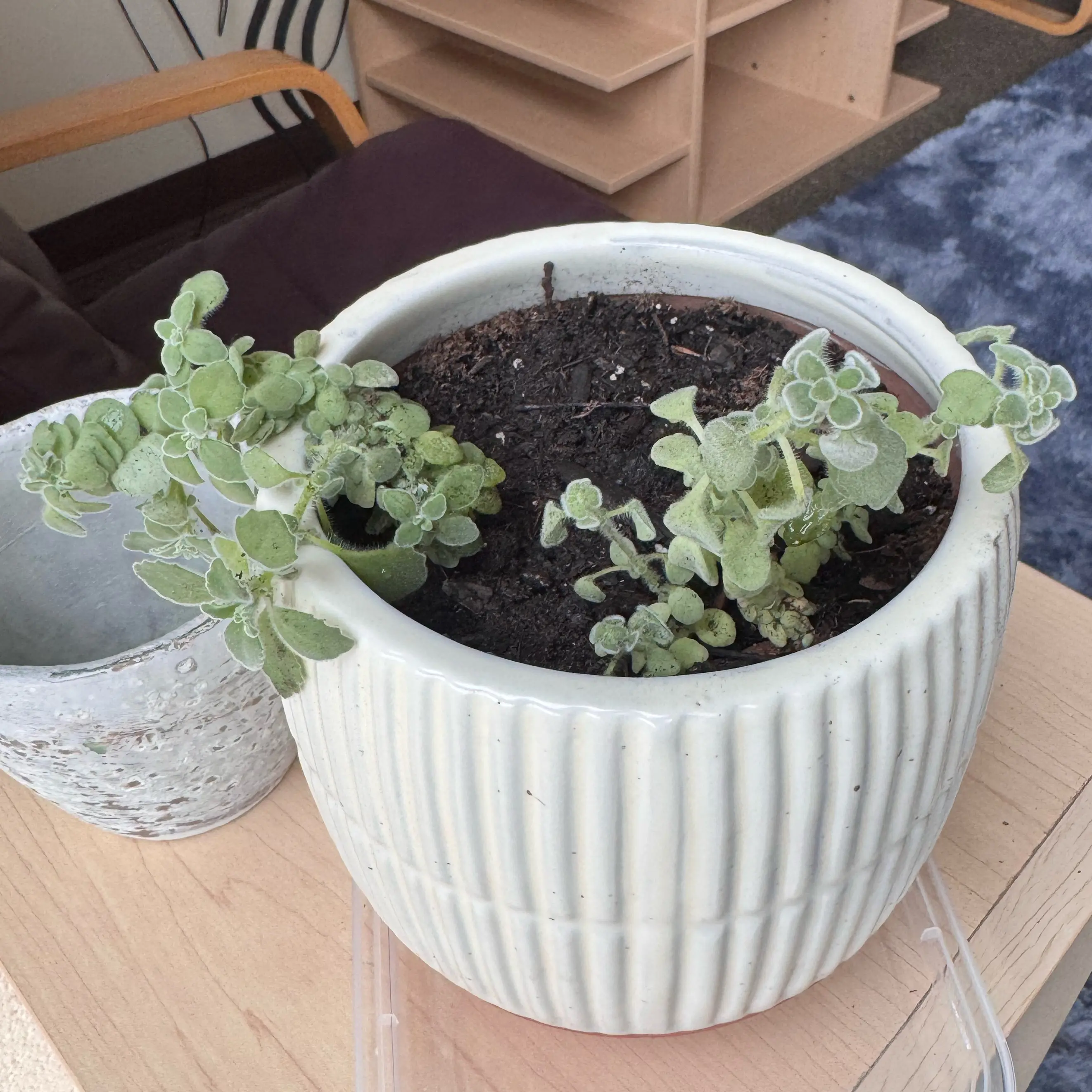 Photo of the plant species Vick's Plant by @Meldrops named Circe & Hestia on Greg, the plant care app