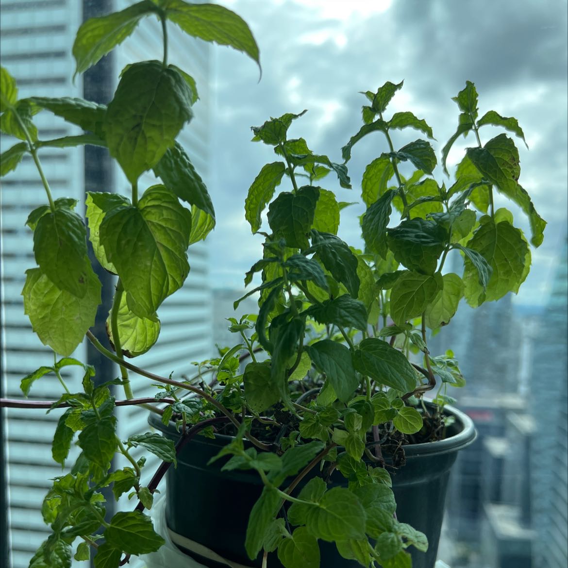 Peppermint plant in a pot near a window with a cityscape background.