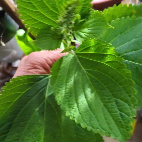 Photo of the plant species Beefsteak Plant by @TactfulMexico75 named Messi on Greg, the plant care app