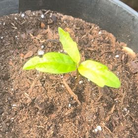 Photo of the plant species Oak Tree by @FunTokyosun16 named ChloroPhil on Greg, the plant care app