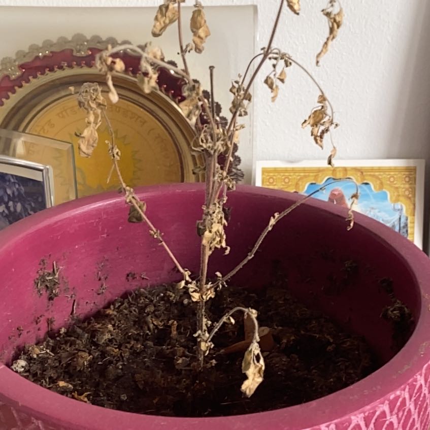 Photo of the plant species Holy Basil (Tulsi) by @OriginalAgave98 named Tulsi on Greg, the plant care app