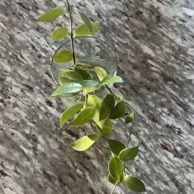 Photo of the plant species Smilax Asparagus by @VipChamise87 named Remington on Greg, the plant care app