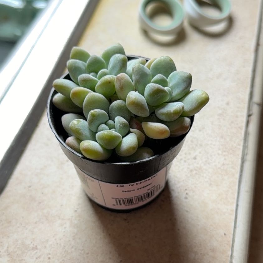 Photo of the plant species Sedum treleasei by @CuriousBaibua51 named Wall-E on Greg, the plant care app