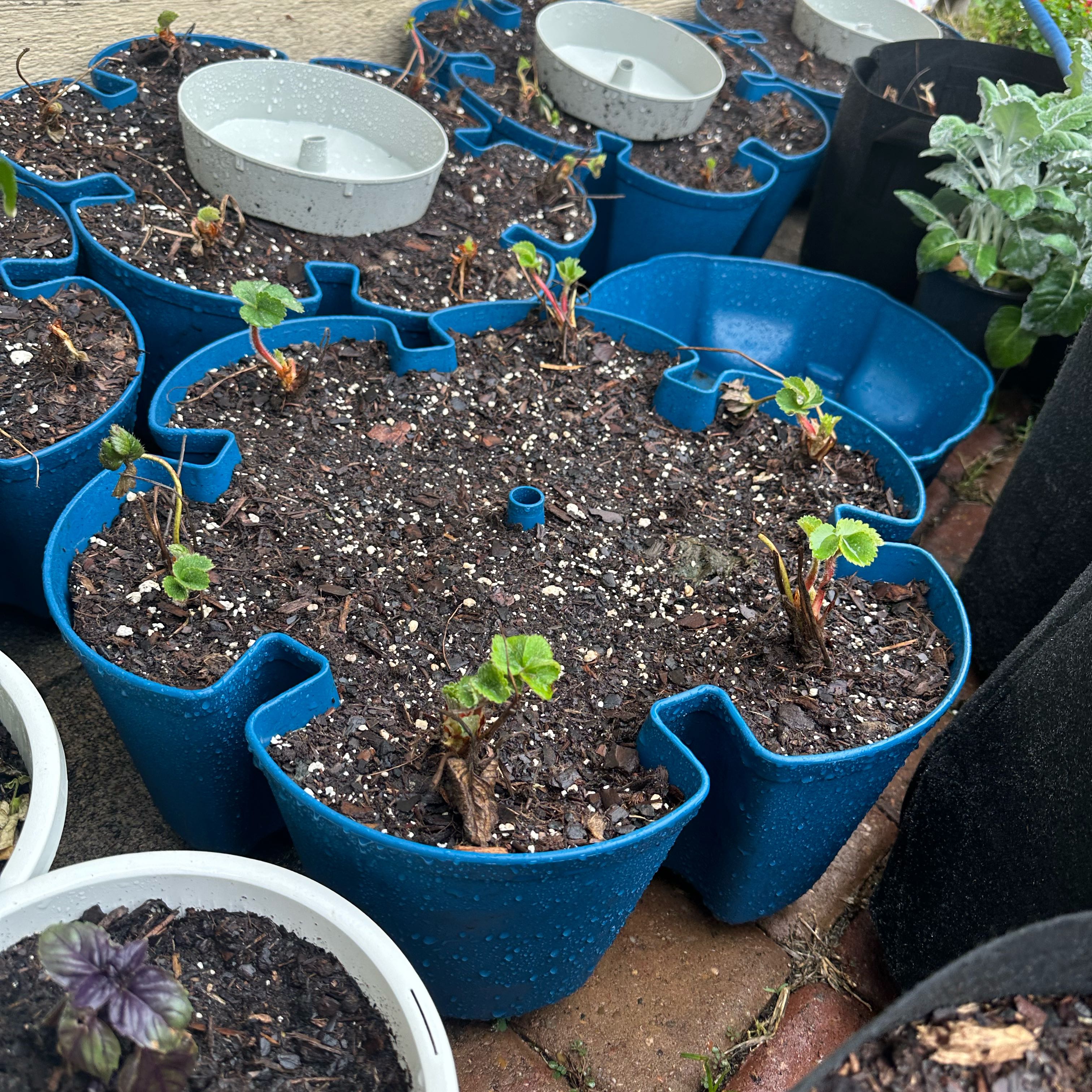 Photo of the plant species Seascape Strawberry by @AceMaypop73 named LiloStitch on Greg, the plant care app