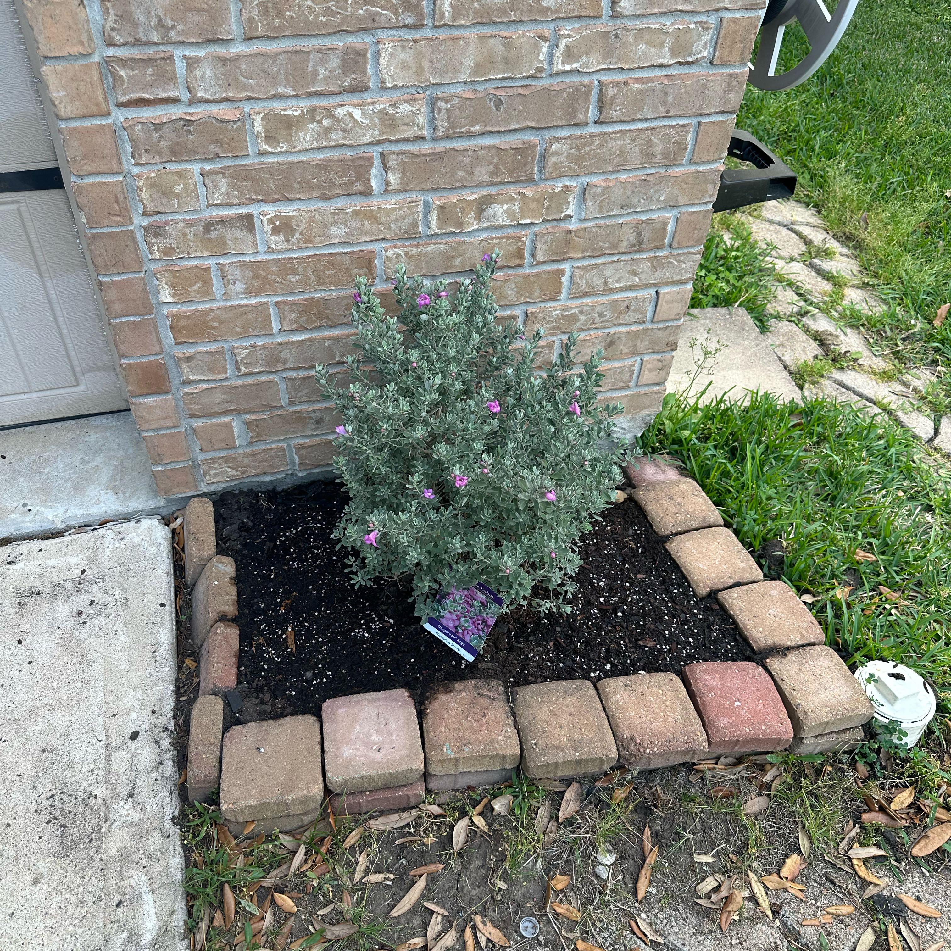 Photo of the plant species Texas Sage 'Desperado' by @AceMaypop73 named Delilah on Greg, the plant care app
