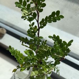 Photo of the plant species Wild Lime by @HonestMarimo39 named Surya on Greg, the plant care app