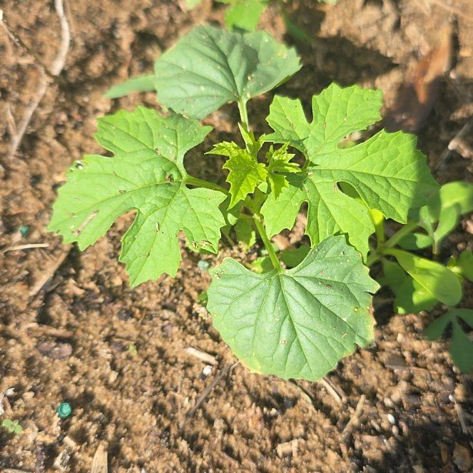 Photo of the plant species Bitter Melon by @NiftyDuwei26 named Lebron on Greg, the plant care app