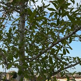 Photo of the plant species Southern Live Oak by @SweetYuzu41 named Terra on Greg, the plant care app