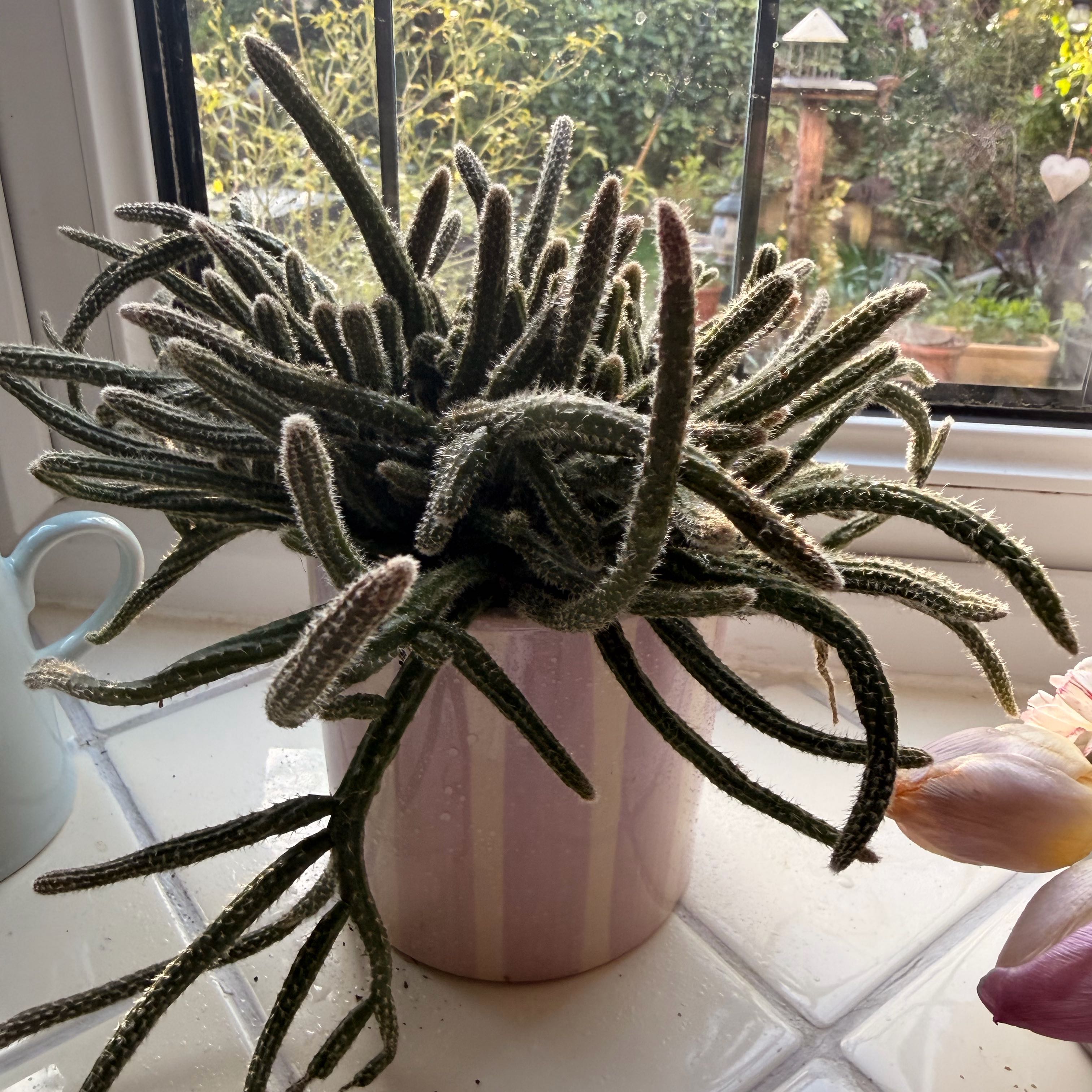 Photo of the plant species Mouse Tail Cactus by @ZarfShamrock67 named Darwin on Greg, the plant care app