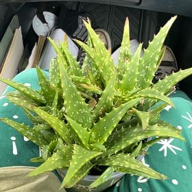 Photo of the plant species Aloe Night Sky by @LordQuailbush31 named Beckham on Greg, the plant care app
