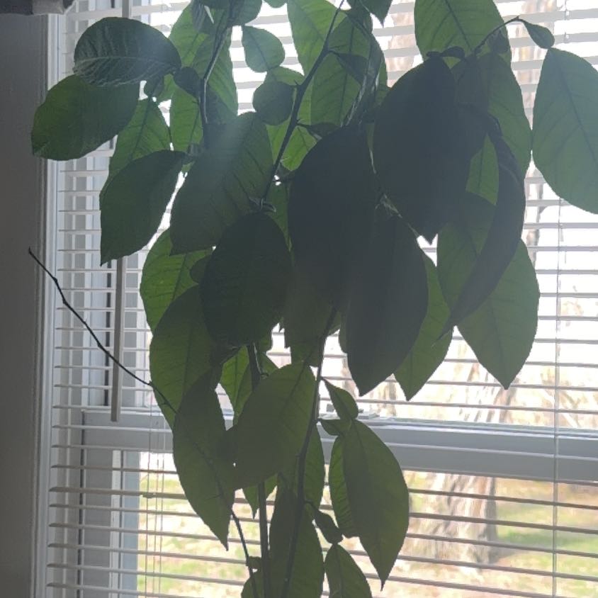 Photo of the plant species Nules Clementine by @NewTurkshead38 named Beyonce on Greg, the plant care app