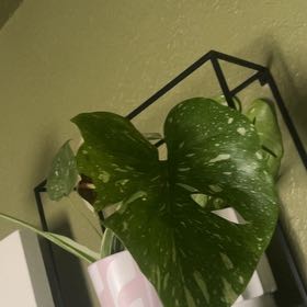 Photo of the plant species Spotted Calla Lily by @HeroicBlueelf65 named Shakira on Greg, the plant care app