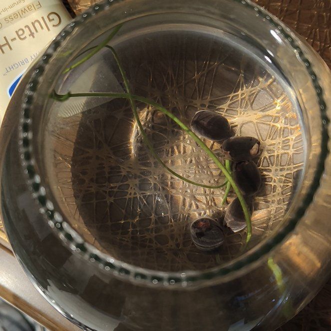 Photo of the plant species Lotus by @AdmiredSalsa36 named Harry on Greg, the plant care app