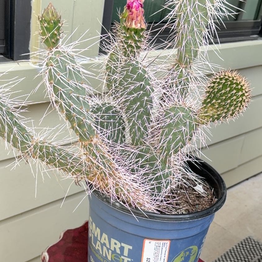Photo of the plant species Navajo Bridge Prickly Pear by @HeiressBlueoak8 named Athena on Greg, the plant care app