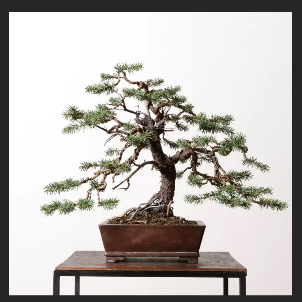 Photo of the plant species Blue Spruce Bonsai by @WillRockfig43 named Bon Bon on Greg, the plant care app
