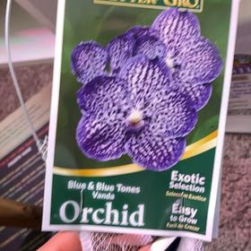 Photo of the plant species Vanda Orchid by @HeirChamise85 named Scarlett on Greg, the plant care app