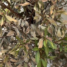 Photo of the plant species almond tree by @YesRose78 named Denali on Greg, the plant care app