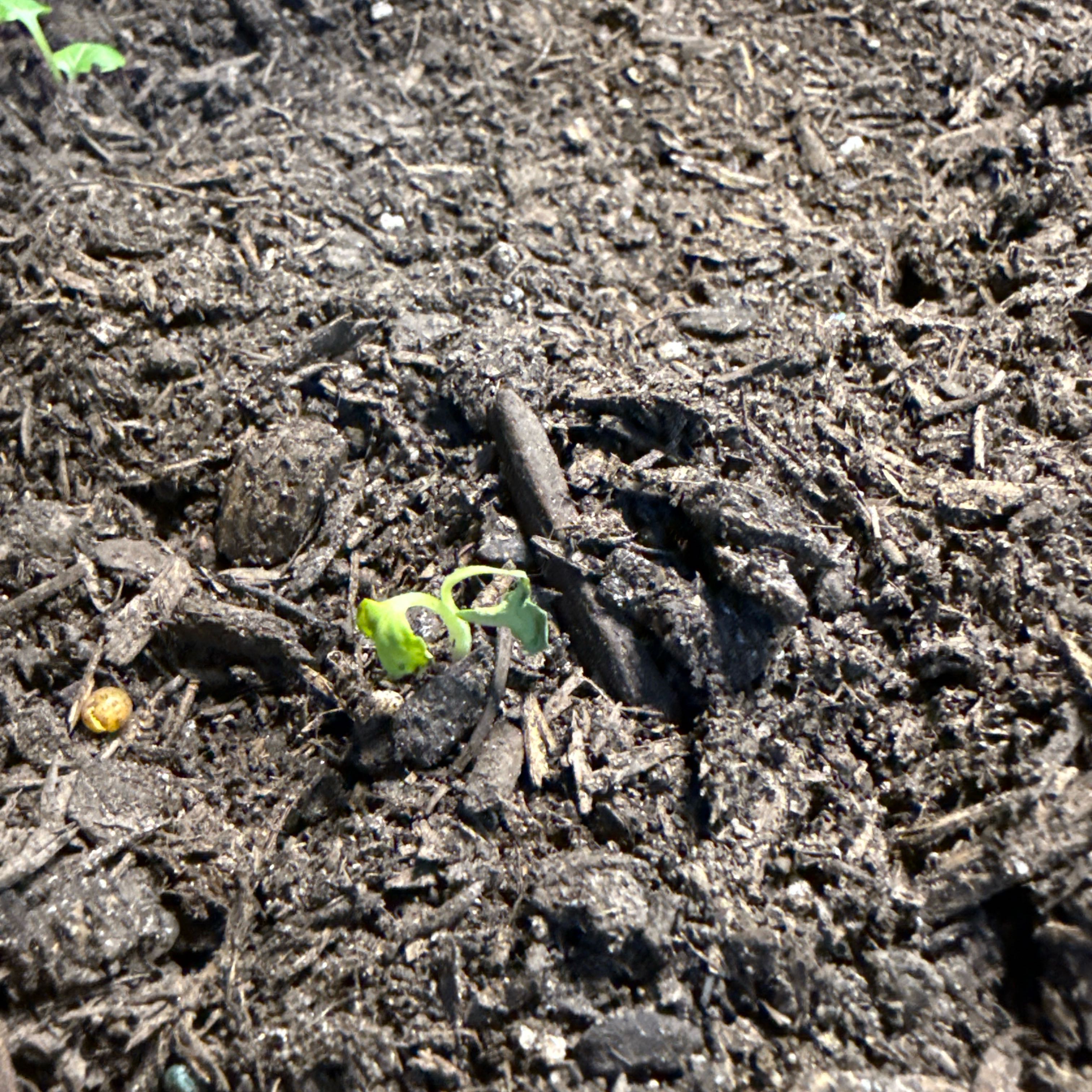 Photo of the plant species Radish by @PlantsRhard named Girlfrond on Greg, the plant care app