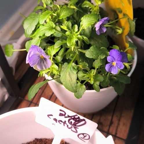 Photo of the plant species Viola 'Lola' by @WhizRaintree49 named Keanu Leaves on Greg, the plant care app