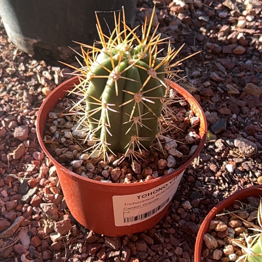 Photo of the plant species Trichocereus terscheckii by @BeatificDyebush named Xena on Greg, the plant care app
