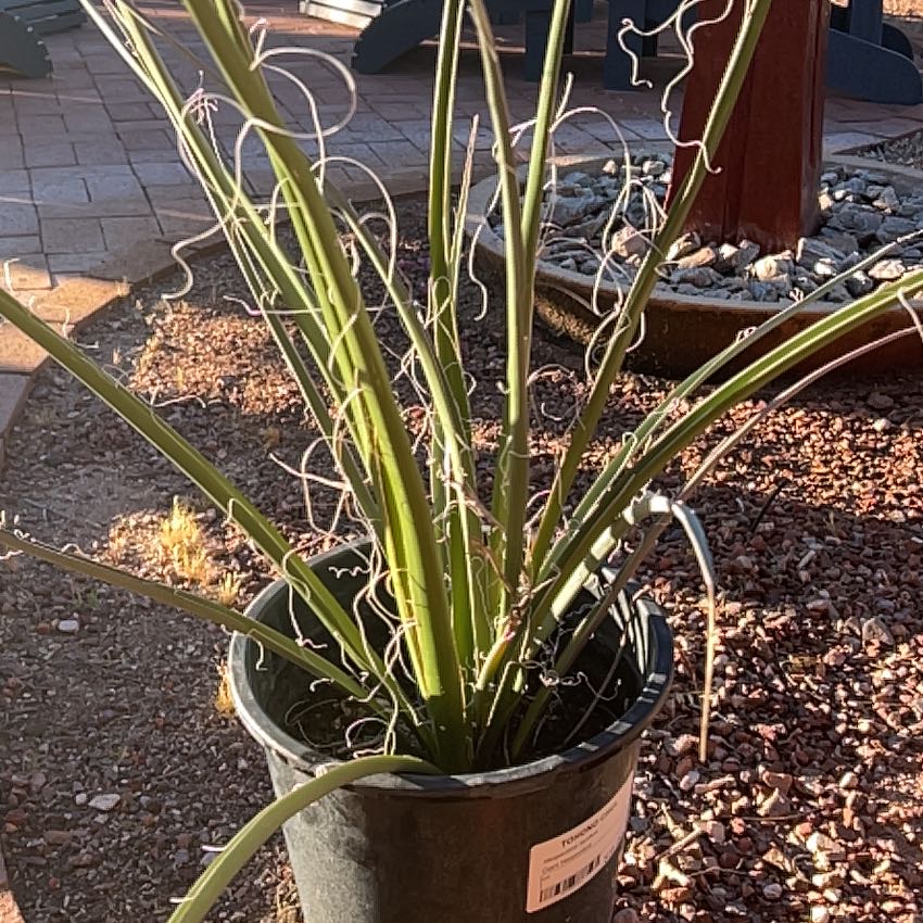 Photo of the plant species Giant Hesperaloe by @BeatificDyebush named Tolkien on Greg, the plant care app