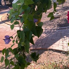 Photo of the plant species Cochliasanthus Caracalla by @BeatificDyebush named Rocky on Greg, the plant care app