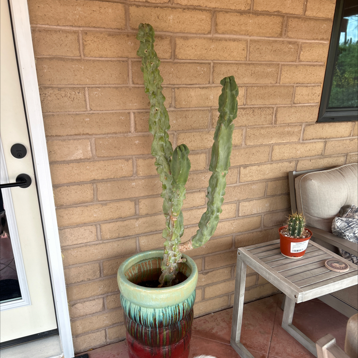 Photo of the plant species Totem Pole by @BeatificDyebush named Diana on Greg, the plant care app