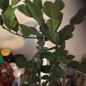 Photo of the plant species Kaffir lime by @KeyGrass15 named da Vinci on Greg, the plant care app