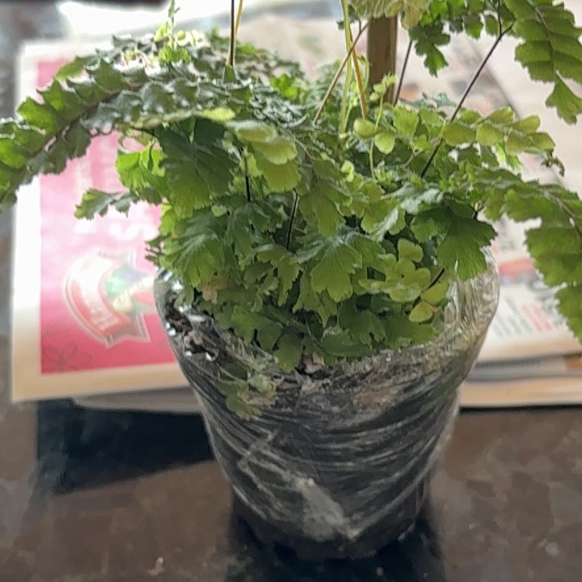 Photo of the plant species Bronze Venus Fern by @TrueFeijoa54 named Bieber on Greg, the plant care app