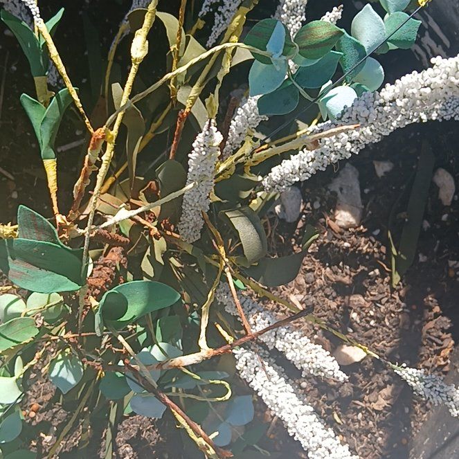 Photo of the plant species Madeira Vine by @GenuineWeed54 named Xena on Greg, the plant care app